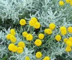 Santolina silver (container 0.5 l), Plant seedlings, 5 pcs