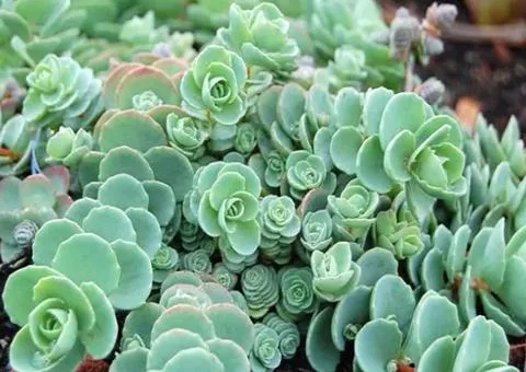 Sedum Ewersii (0.5 L container), Plant seedlings, 5 pcs