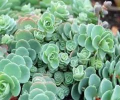 Sedum Ewersii (0.5 L container), Plant seedlings, 5 pcs