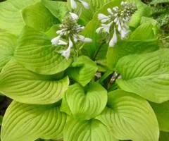 Hosta Fried Bananas (0.5 L container), Perennial rhizomes, 5 pcs.