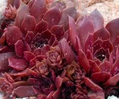 Sempervivum Chocolate Kiss (container 0.5 L), Plant Seedlings, 5 pcs.