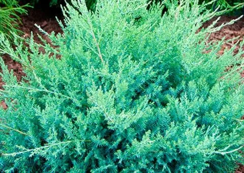 Juniper Cossack Glauca (2 L container), Coniferous plants, 4 pcs.