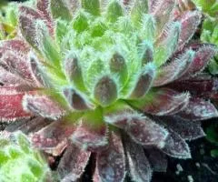 Sempervivum Tarantula (container 0.5 L), Plant Seedlings, 5 pcs.