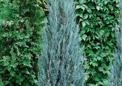 Juniper Blue Arrow (2 L container), Conifers, 4 pcs