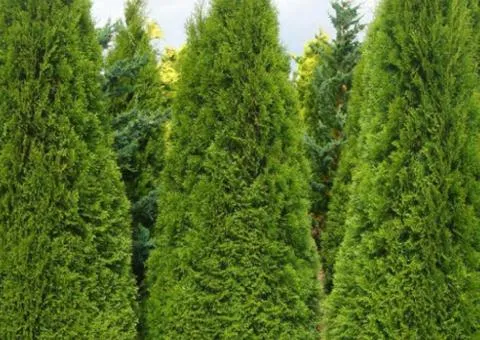 Туя Columna (Malonyana Aurea) (контейнер 2 л), Хвойні рослин, 4 шт.