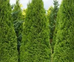 Thuja Columna (Malonyana Aurea) (2 L container), Coniferous plants, 4 pcs.