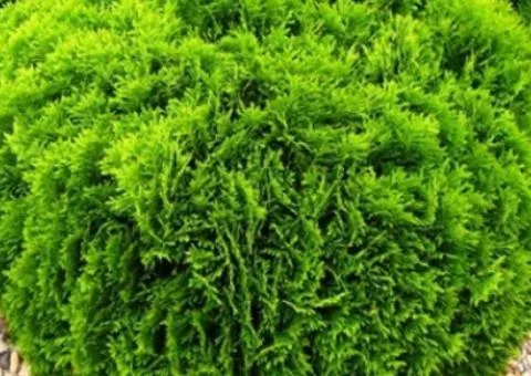 Thuja Danica (Danika) (container 2.0 L), Coniferous plants, 4 pcs.