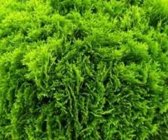 Thuja Danica (Danika) (container 2.0 L), Coniferous plants, 4 pcs.