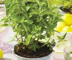 Peppermint (container 0.5 L), Perennial rhizomes, 5 pcs.