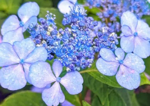 Hydrangea Bluebird (2 L container), Plant seedlings, 4 pcs.