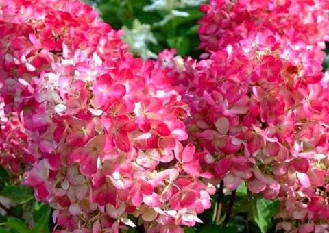 Hydrangea paniculata Pink Diamond (2 L container), Plant seedlings, 4 pcs.