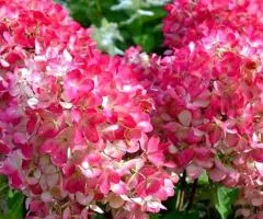 Hydrangea paniculata Pink Diamond (2 L container), Plant seedlings, 4 pcs.