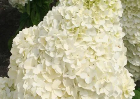 Hydrangea Silver Dollar (2 L container), Plant seedlings, 4 pcs.
