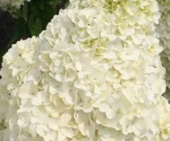 Hydrangea Silver Dollar (2 L container), Plant seedlings, 4 pcs.