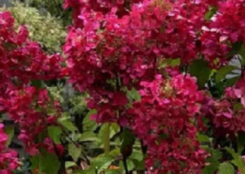 Hydrangea Wim's Red (2 L container), Plant Seedlings, 4 pcs.