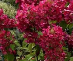Hydrangea Wim's Red (2 L container), Plant Seedlings, 4 pcs.