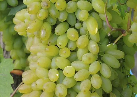 Grape Kishmish Stolittia (2 L container), Fruit seedlings, 6 pcs