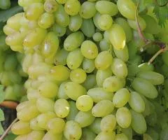 Grape Kishmish Stolittia (2 L container), Fruit seedlings, 6 pcs