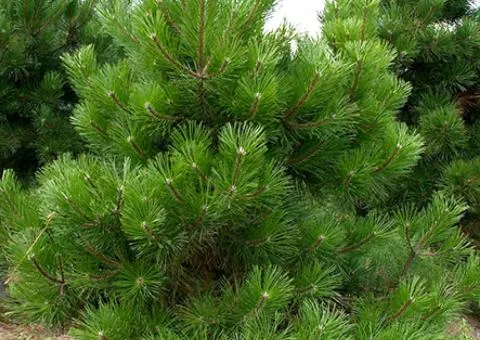 Scots pine (Pinus sylvestris L.) (0.5 L container), Coniferous plants, 10 pcs.