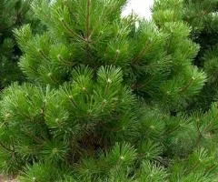Scots pine (Pinus sylvestris L.) (2 L container), Coniferous plants, 4 pcs.