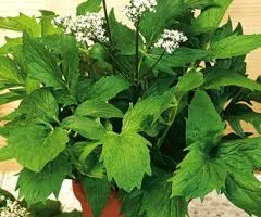 Valerian (0.5 L container), Perennial rhizomes, 10 pcs.