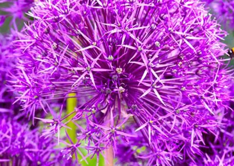 Алліум Purple Rain 9+ (каперс *10шт), Бульби та цибулини, 1 шт.