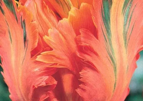 Тюльпан Папуговий Apricot Parrot 10/11, Бульби та цибулини, 30 шт.