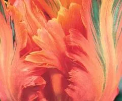 Тюльпан Папуговий Apricot Parrot 10/11, Бульби та цибулини, 30 шт.