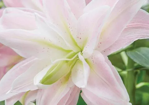 Лілія орієнтальна махрова Lotus Queen 12/14, Бульби та цибулини, 10 шт.