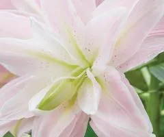 Лілія орієнтальна махрова Lotus Queen 12/14, Бульби та цибулини, 10 шт.