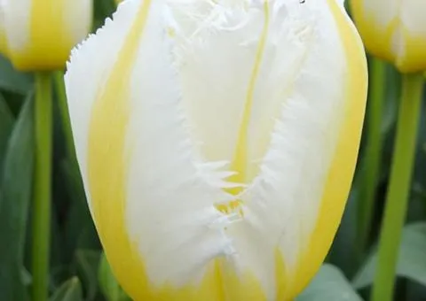 Тюльпан Оторочений Lemon Beauty 10/11, Бульби та цибулини, 30 шт.