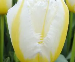 Тюльпан Оторочений Lemon Beauty 10/11, Бульби та цибулини, 30 шт.