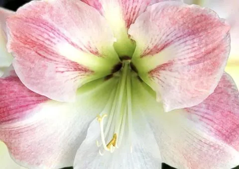 Hippeastrum simple Apple Blossom 24/26 + BOX, Bulbs and corms, 1 pc.