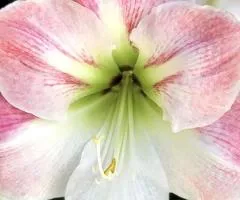 Hippeastrum simple Apple Blossom 24/26 + BOX, Bulbs and corms, 1 pc.