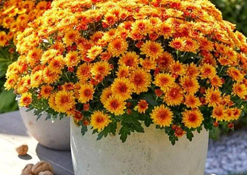 Хризантема Lively Red Bicolor (контейнер 0.5 л), Саджанці рослин, 5 шт.