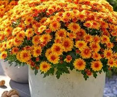 Хризантема Lively Red Bicolor (контейнер 0.5 л), Саджанці рослин, 5 шт.