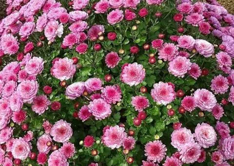Хризантема Gigi Pink (контейнер 0.5 л), Саджанці рослин, 5 шт.