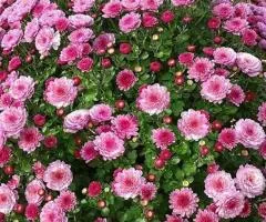 Хризантема Gigi Pink (контейнер 0.5 л), Саджанці рослин, 5 шт.