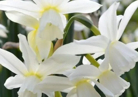 Нарцис мініатюрний Thalia 10/12 (каперс 3 шт), Бульби та цибулини, 3 шт.