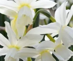 Нарцис мініатюрний Thalia 10/12 (каперс 3 шт), Бульби та цибулини, 3 шт.