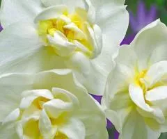 Нарцис багатоквітковий Cherfulness 10/12 (каперс 3 шт), Бульби та цибулини, 3 шт.