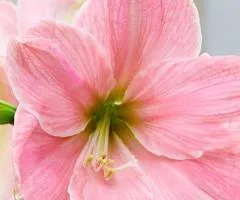 Гіпеаструм простий Sweet Star 24/26 + КОРОБОЧКА, Бульби та цибулини, 1 шт.