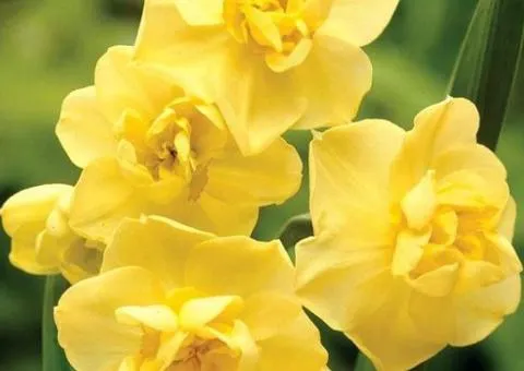 Нарцис багатоквітковий Yellow Cherfulness 10/12 (каперс 3 шт), Бульби та цибулини, 3 шт.