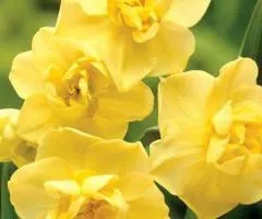 Нарцис багатоквітковий Yellow Cherfulness 10/12 (каперс 3 шт), Бульби та цибулини, 3 шт.