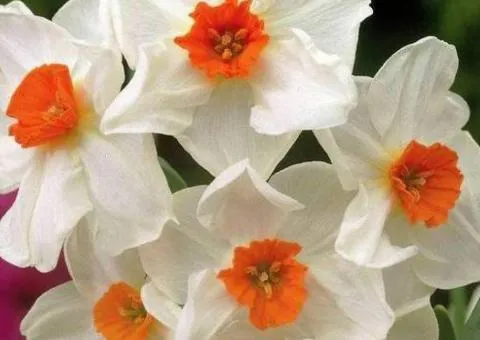 Нарцис багатоквітковий Geranium 10/12 (каперс 3 шт), Бульби та цибулини, 3 шт.