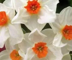 Нарцис багатоквітковий Geranium 10/12 (каперс 3 шт), Бульби та цибулини, 3 шт.
