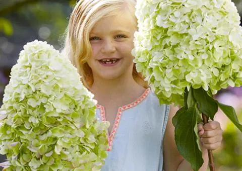 Hydrangea paniculata 'Hercules' (panicle) (0.5 L container), Plant seedlings, 10 pcs
