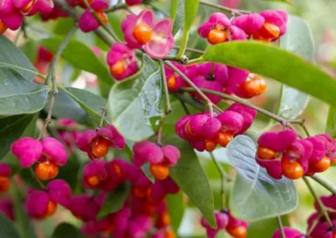 European spindle (0.5 L container), Plant seedlings, 1 pc.