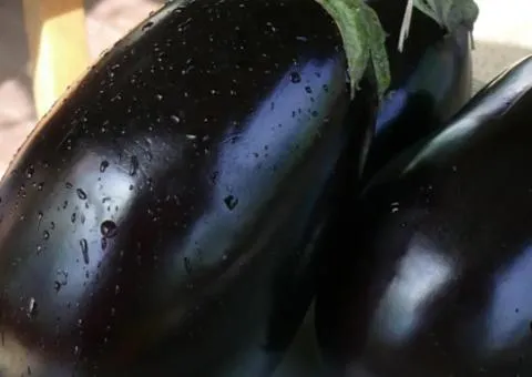 Eggplant Chemodan F1 10 pcs, Seeds, 10 pcs