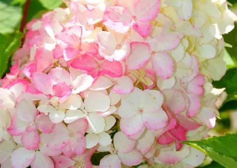 Hydrangea paniculata Fraise Melba (container 0.5 L), Plant seedlings, 10 pcs.